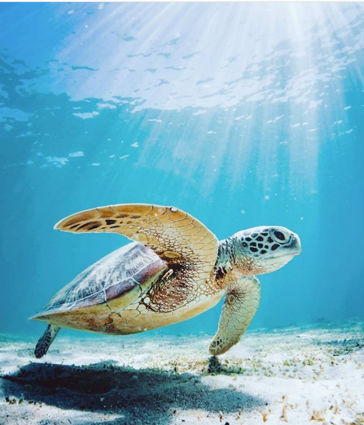 Fitzroy Island Resort | Access Voucher